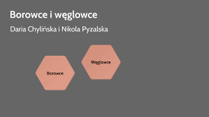 Tutaj znajdziesz 2 definicję słowa borowce. Borowce I Weglowce By Daria Chylinska