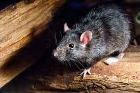 The other new section, mouse control cost by home size, includes pricing for mouse extermination in several home square footages. Rat Mice Pest Control Serving Ipswich Norwich By Safe Sound Of Diss