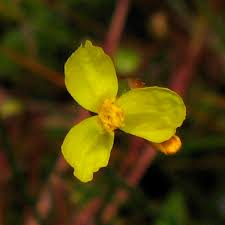 Image result for Xyris valida