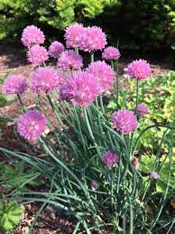 We did not find results for: Flowers In The Herb Garden By Beth Botts