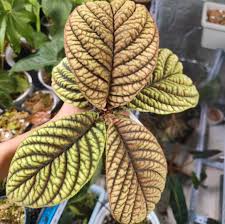 Image result for Ardisia