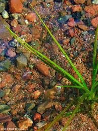 Image result for Isoetes schweinfurthii