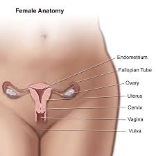 The image also shows the pelvis, uterus, and urinary. Anatomy Of Female Pelvic Area