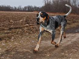 See more ideas about bluetick coonhound, coonhound, hound dog. Pin On Dogs