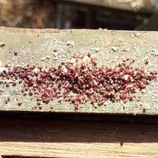 Image result for red mite