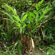 Image result for Renealmia africana