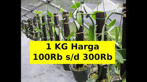 Siapa bilang bawang merah hanya bisa ditanam di lahan yang luas, bahkan hanya dengan polybag, anda juga. Suka Bisnis Pertanian Ini Dia 5 Tanaman Pertanian Yang Paling Menguntungkan Youtube