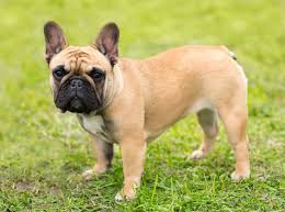 In colors of pied, fawn or brindle, french bulldogs have short coats that are close, smooth and with a fine texture. French Bulldog Dogs And Puppies For Sale In The Uk Pets4homes