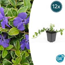 Image result for Vinca minor