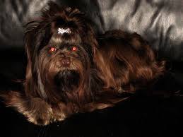 yogun tuylu kopek yorkshire terrier kopek yavru kopek