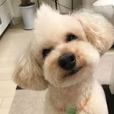キレイキレイした日 ੯ u 愛犬 わんこ 小太郎 こたろう トイプー トイプードル これでもアプリコット 札幌 dog 癒しわんこ めんこちゃん らぶ もふもふ部 犬は家族です toypoodle トイプードル男の子 アイドル トリミング 写真はほとんど