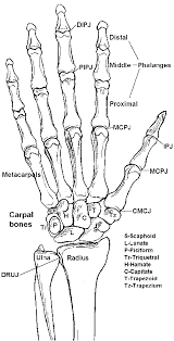 Nov 25, 2020 · anatomy of the hyoid the hyoid is situated at the front, or anterior, part of the neck between the jaw bone and the thyroid cartilage, and is firmly secured to the thyroid cartilage by ligaments. Google Image Result For Http Www Pncl Co Uk Belcher Images Hbones Gif Anatomy Bones Medical Anatomy Human Anatomy And Physiology