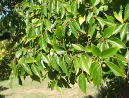 Image result for Celtis africana