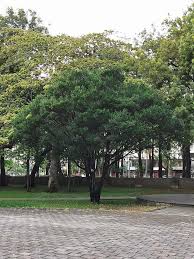 Image result for Diospyros ferrea