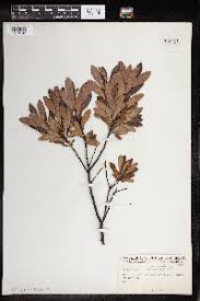 Image result for Myrica kandtiana