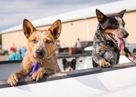 Maybe you would like to learn more about one of these? Pets For Life Humanepro By The Humane Society Of The United States