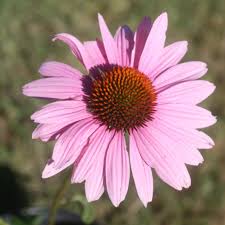Image result for Echinacea purpurea `Magnus`