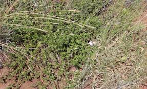 Image result for Barleria macrostegia