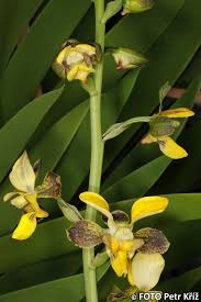 Image result for Eulophia streptopetala