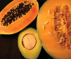 If you describe someone or something as recalcitrant , you mean that they are unwilling. Preservation Of Recalcitrant Seeds Science