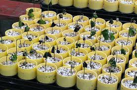 Image result for tomato seedling damping off