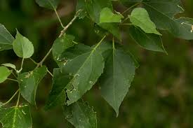 Image result for Croton megalobotrys