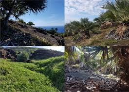 Image result for Hilsenbergia petiolaris