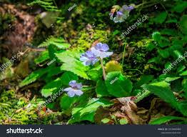 Image result for Hedbergia