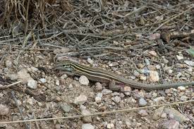Aug 25, 2020 · one such species is the desert grassland whiptail lizard, all of which are female. Desert Grassland Whiptail Reptiles Of Chiricahua Nm Inaturalist
