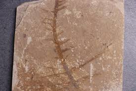 Image result for Ceratophyllum muricatum