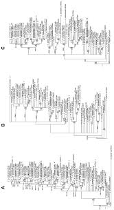 Image result for Lipocarpha kernii