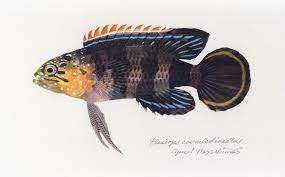 タナバタウオ Plesiops coeruleolineatus: uonofu 魚の譜