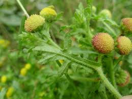 Image result for Grangea anthemoides