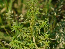 Image result for Ammannia baccifera