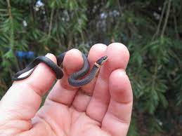 Southern Ringneck Snake Snake Snake Bites Year Of The Snake