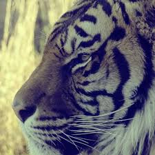 Check spelling or type a new query. Naon Anu Disebut Gaya Basa Rautan Jeung Ngasor Tuliskeun Contona Brainly Co Id