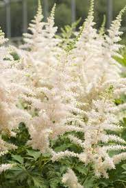 Milk And Honey Chinese Astilbe Astilbe Chinensis Shade Garden Shade Flowers Shade Plants
