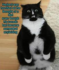 Cats have been taking over the internet with funny memes. Lolcats Fat Lol At Funny Cat Memes Funny Cat Pictures With Words On Them Lol Cat Memes Funny Cats Funny Cat Pictures With Words On