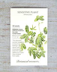 Image result for Mimosa pudica