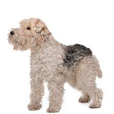 Image result for foxterier drsnosrstý