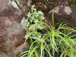 Image result for Virectaria