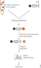 Protease Digestion For Mass Spectrometry