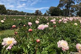 Maybe you would like to learn more about one of these? 30 Best Full Sun Flowers And Plants You Should Grow Immediately Florgeous