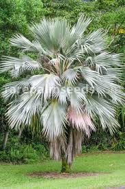 Image result for Pancovia holtzii