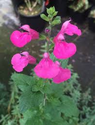 Image result for Sebaea microphylla