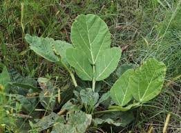 Image result for Erythrina zeyheri