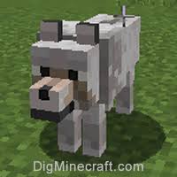 You click on a wolf while holding wolf armor to equip it. How To Summon A Wolf In Minecraft