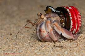 Crabs With Beach Trash Homes -ryukyu Islands Hermit Crab Animals Marine Pollution