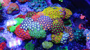 What Is Your Favorite Zoanthid Take The Poll And See The Results It Only Take A Few Seconds Ht Saltwater Fish Tanks Saltwater Aquarium Fish Reef Aquarium