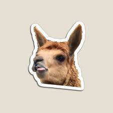 By brushing your tongue whenever you brush your teeth and dont put earring/s on your teeth its because metal is harmful to our tongue. Alpaca Tongue Gifts Merchandise Redbubble